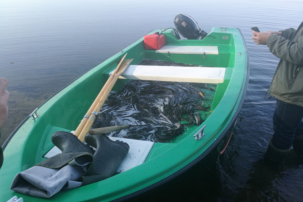 Zarybianie szczupakiem jeziora Wierzchowo
