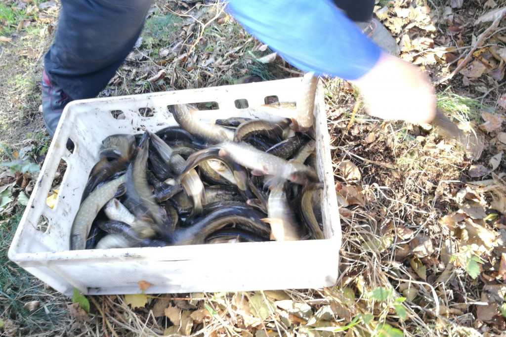 Zarybianie szczupakiem jeziora Wierzchowo