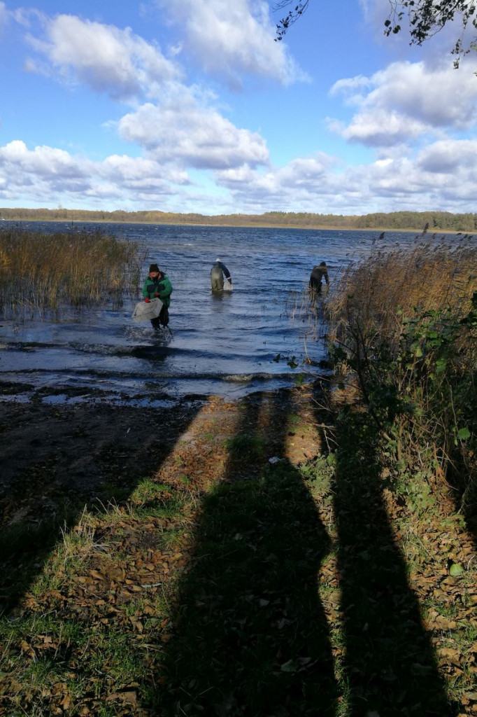 Zarybianie szczupakiem jeziora Wierzchowo