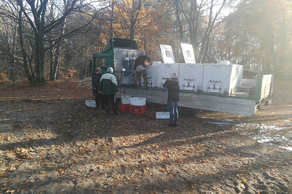 Zarybianie szczupakiem jeziora Wierzchowo