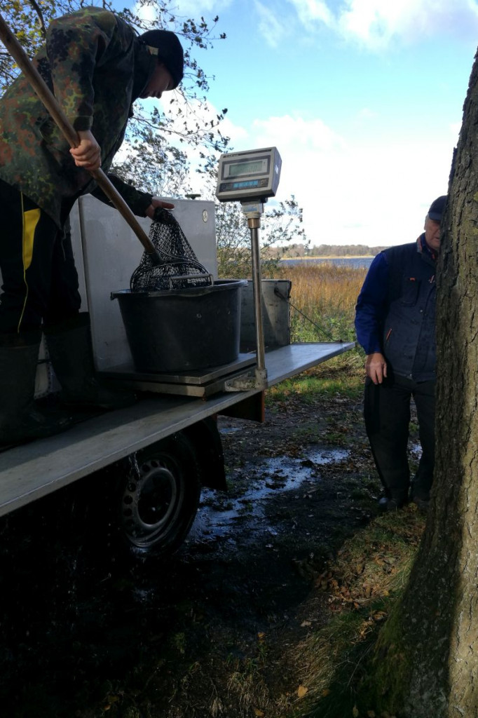 Zarybianie szczupakiem jeziora Wierzchowo