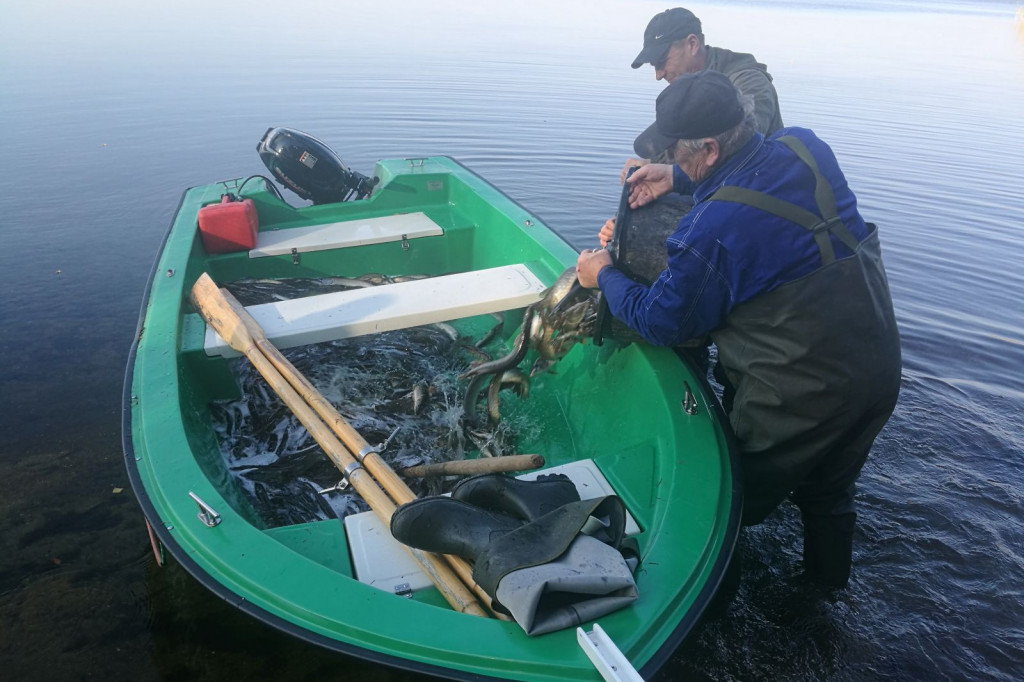 Zarybianie szczupakiem jeziora Wierzchowo