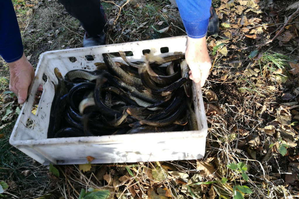 Zarybianie szczupakiem jeziora Wierzchowo