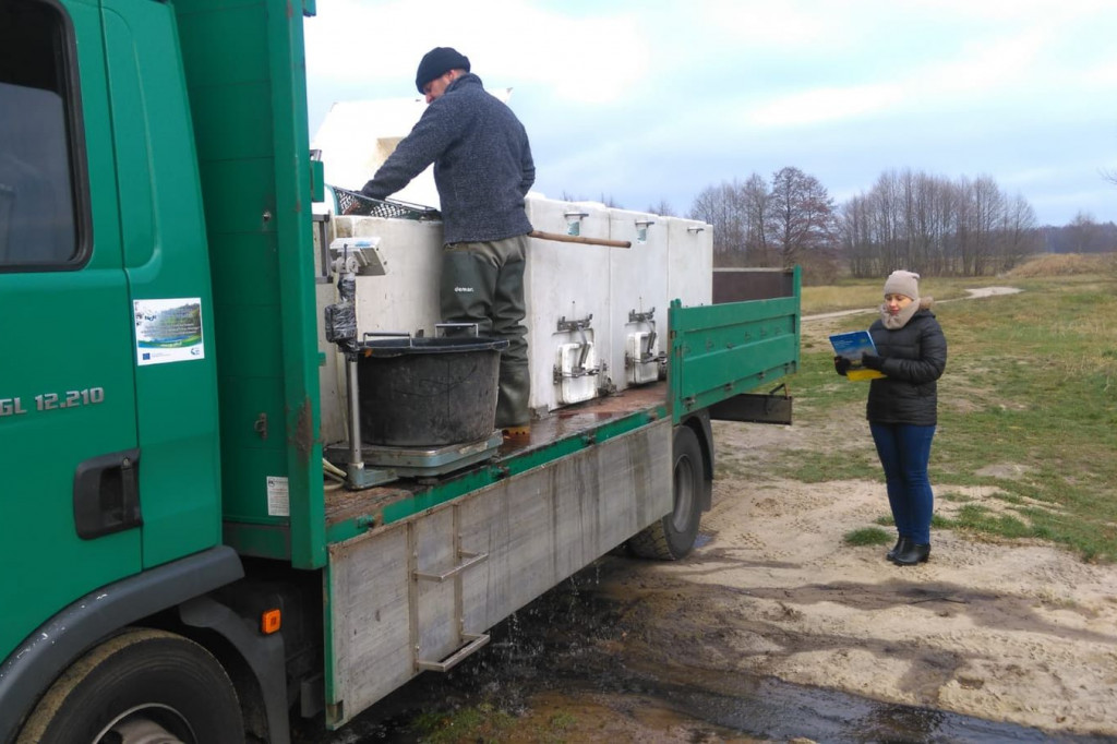Zarybianie szczupakiem jeziora Wierzchowo