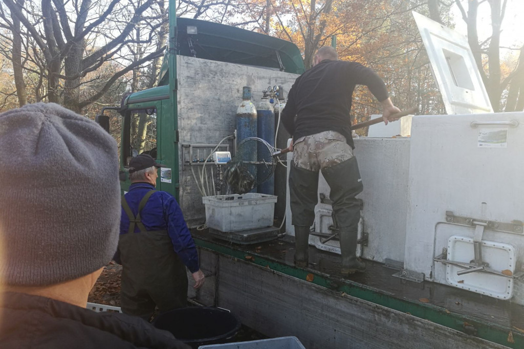 Zarybianie szczupakiem jeziora Wierzchowo