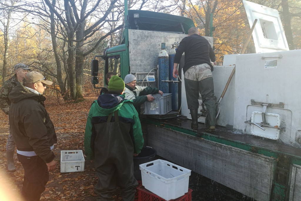 Zarybianie szczupakiem jeziora Wierzchowo