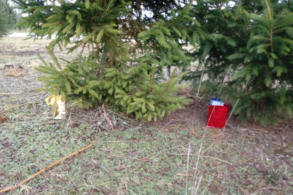 Choinka musi być idealna! Pierwszaki o tym już wiedzą