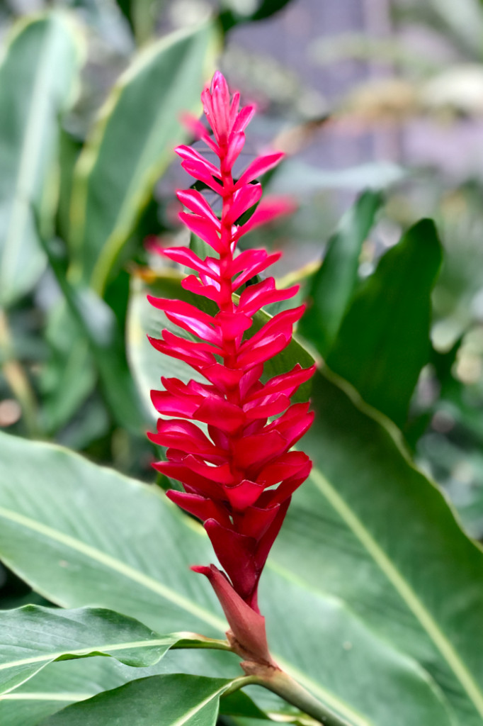 Wypad na tropikalną wyspę - Borne Sulinowo