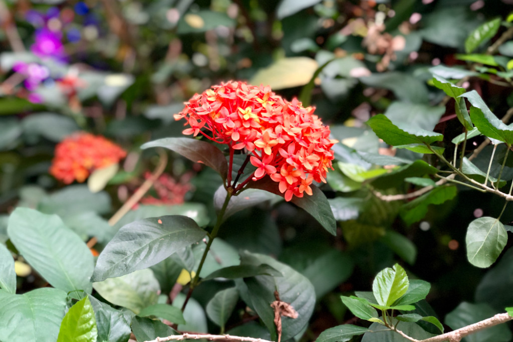 Wypad na tropikalną wyspę - Borne Sulinowo