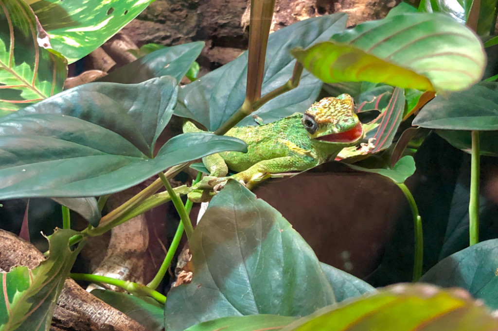 Wypad na tropikalną wyspę - Borne Sulinowo