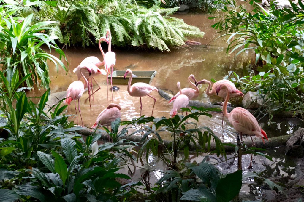 Wypad na tropikalną wyspę - Borne Sulinowo