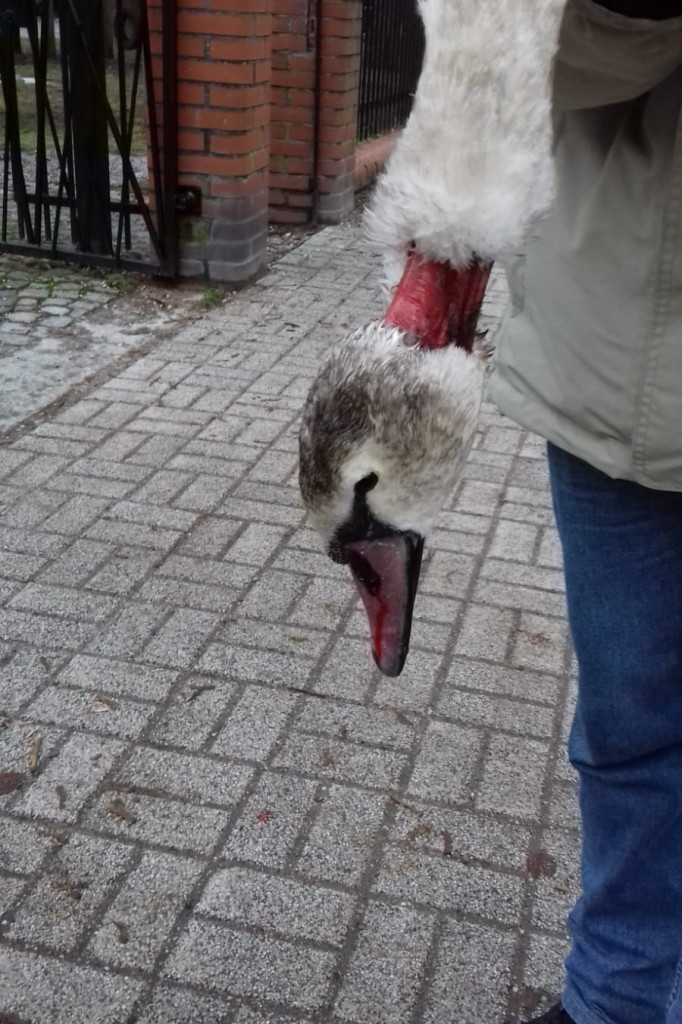 Kolejny ranny łabędź uratowany