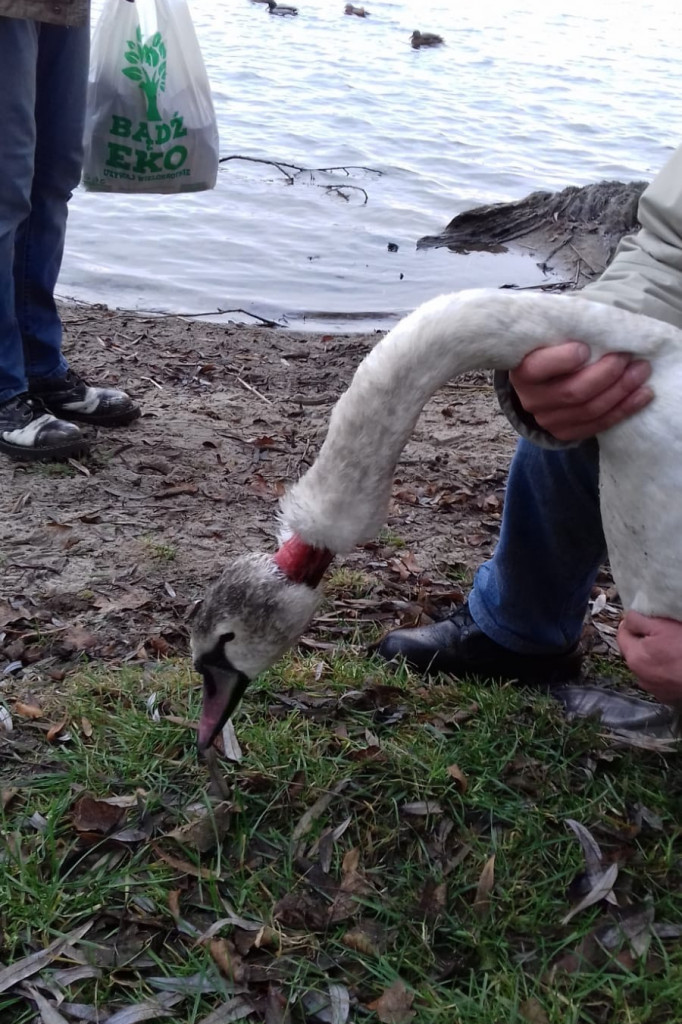 Kolejny ranny łabędź uratowany
