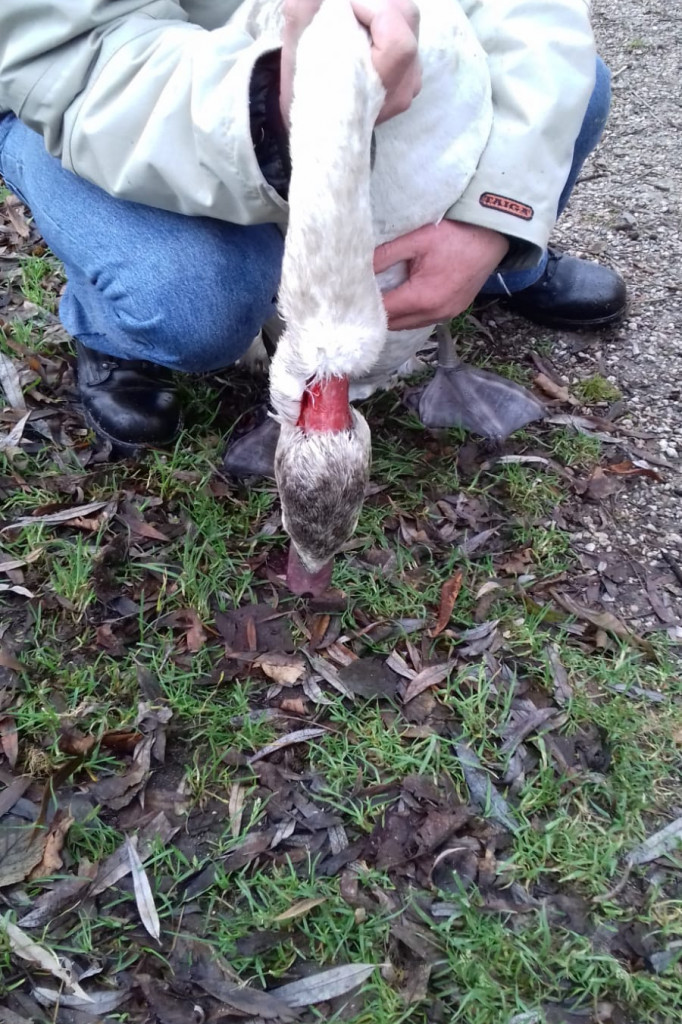 Kolejny ranny łabędź uratowany