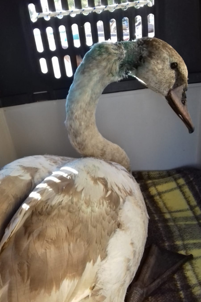 Ranny łabędź pojechał na dalsze leczenie. Potrzebne fundusze