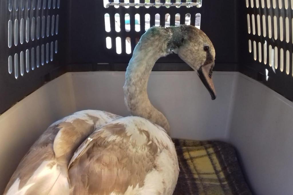 Ranny łabędź pojechał na dalsze leczenie. Potrzebne fundusze