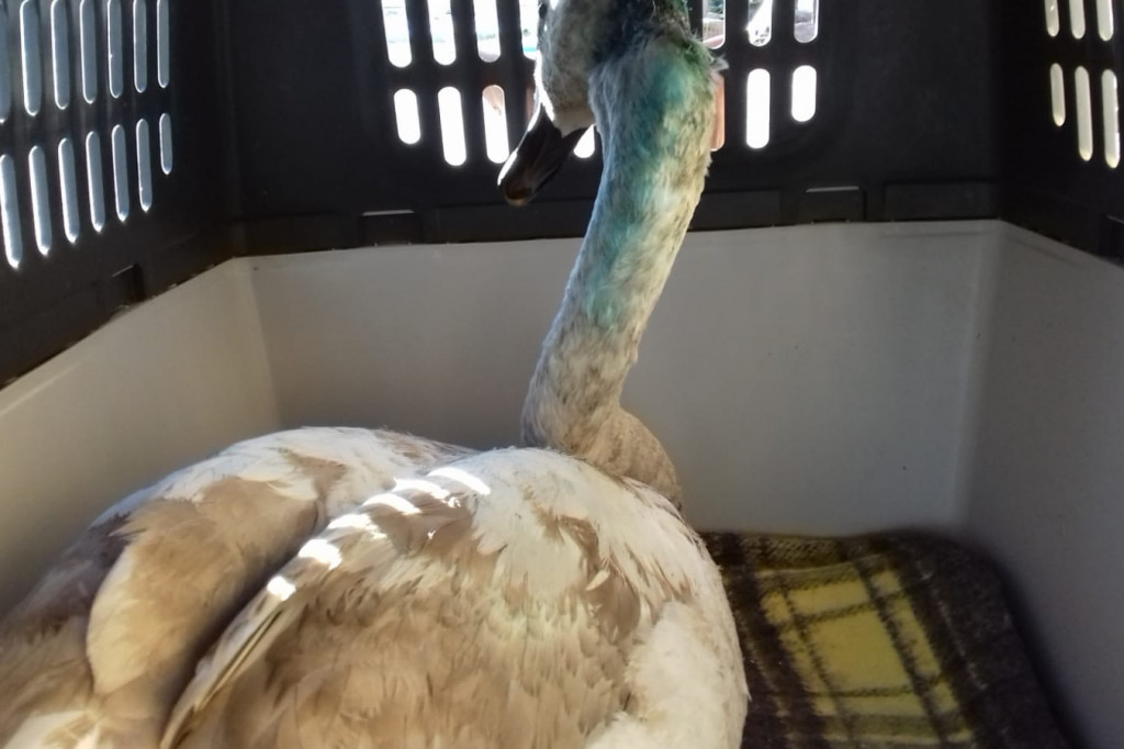 Ranny łabędź pojechał na dalsze leczenie. Potrzebne fundusze