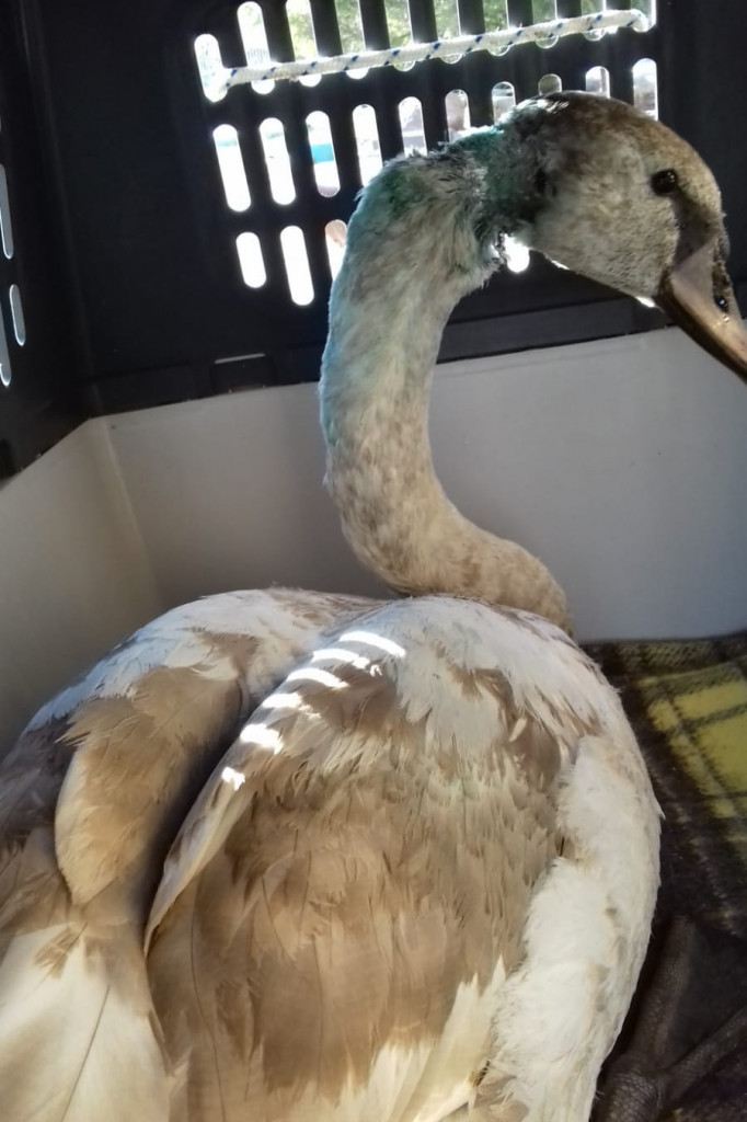 Ranny łabędź pojechał na dalsze leczenie. Potrzebne fundusze