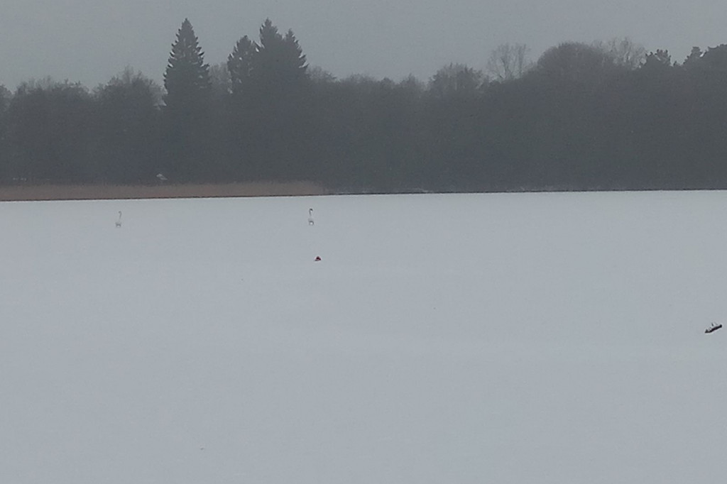 Morsy w Bornem Sulinowie. Spotykają się co niedzielę o 12.