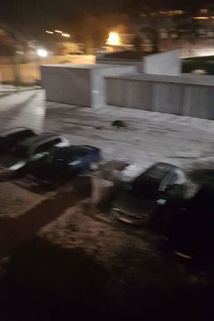 Dzik spaceruje po Szczecinku. Film i zdjęcia czytelników