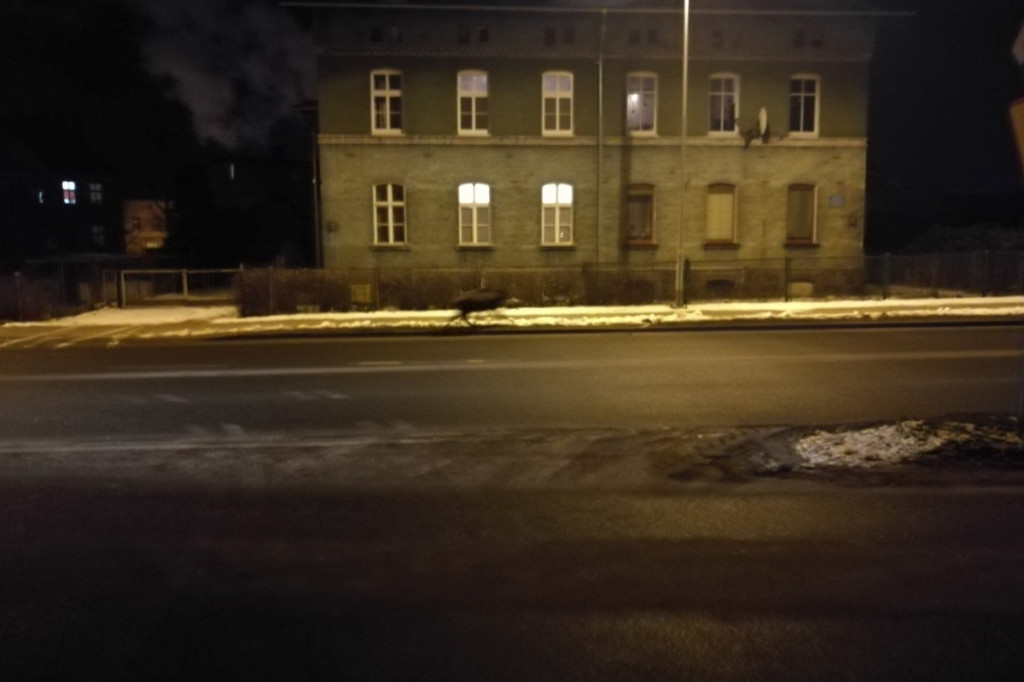 Dzik spaceruje po Szczecinku. Film i zdjęcia czytelników