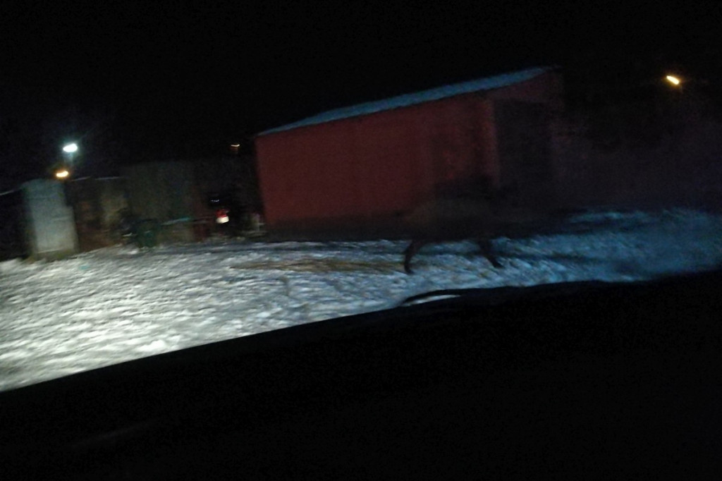 Dzik spaceruje po Szczecinku. Film i zdjęcia czytelników