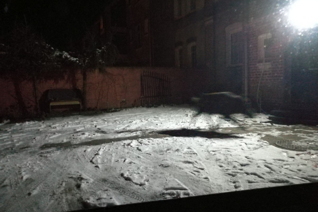 Dzik spaceruje po Szczecinku. Film i zdjęcia czytelników