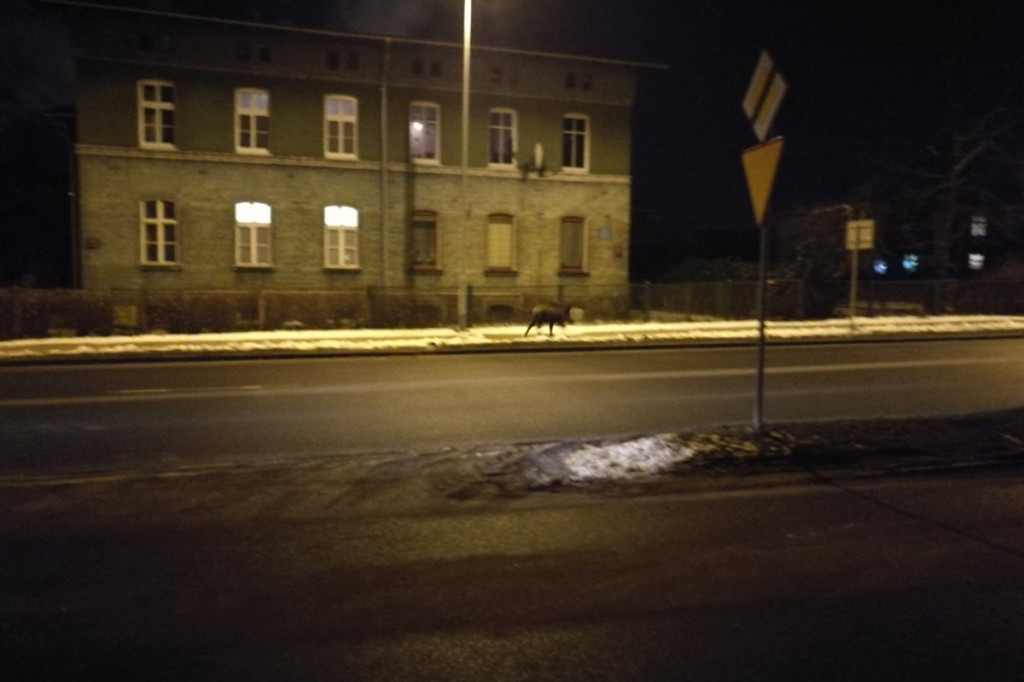 Dzik spaceruje po Szczecinku. Film i zdjęcia czytelników
