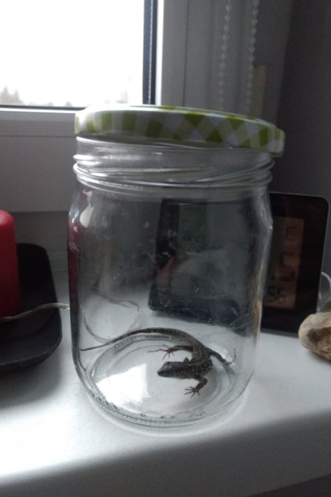 Chciała kupić sałatę... wzięła gekona