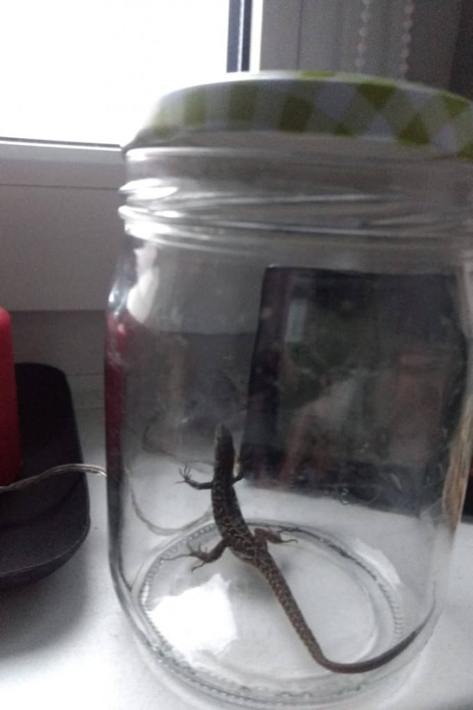 Chciała kupić sałatę... wzięła gekona