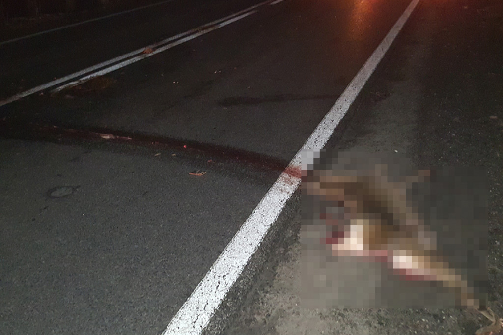 Sarna wpadła pod dwa samochody