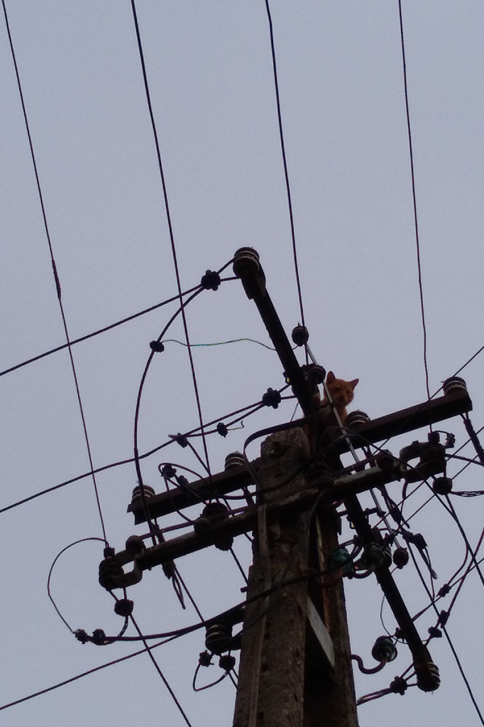 Kot utknął na słupie energetycznym. Na pomoc ruszyli strażacy