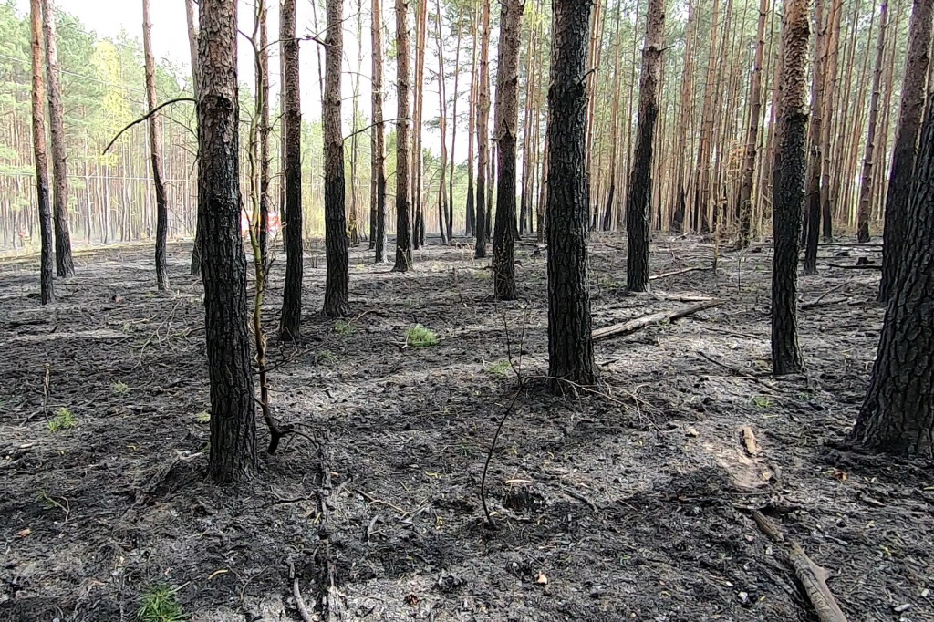 Potężny pożar lasu. Strażacy walczą z ogniem