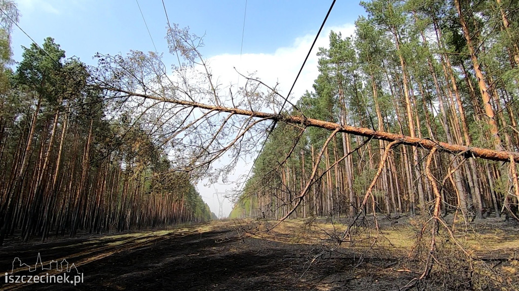 Potężny pożar lasu. Strażacy walczą z ogniem