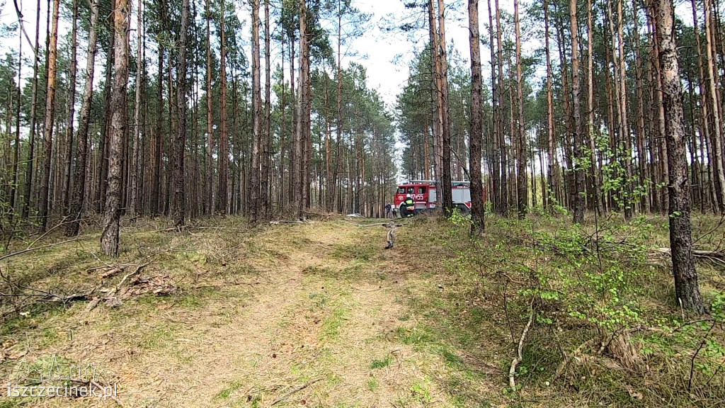 Potężny pożar lasu. Strażacy walczą z ogniem