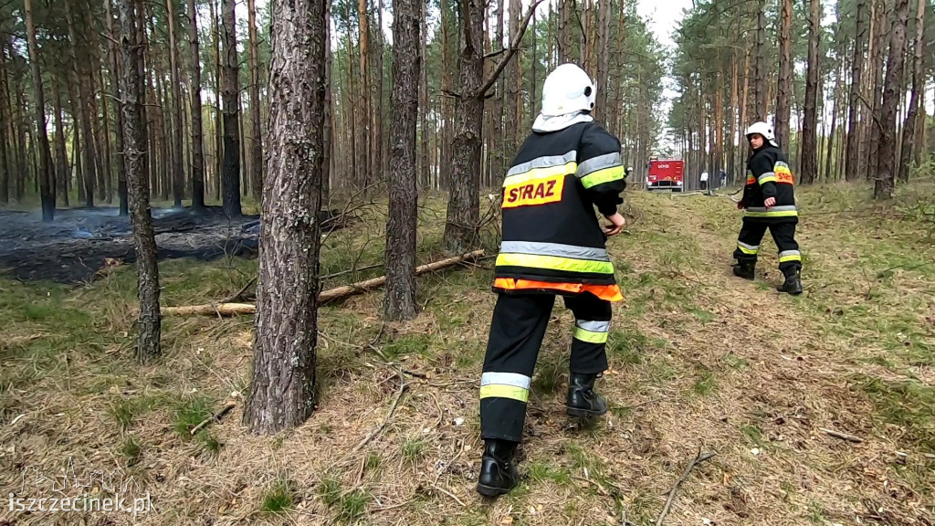 Potężny pożar lasu. Strażacy walczą z ogniem