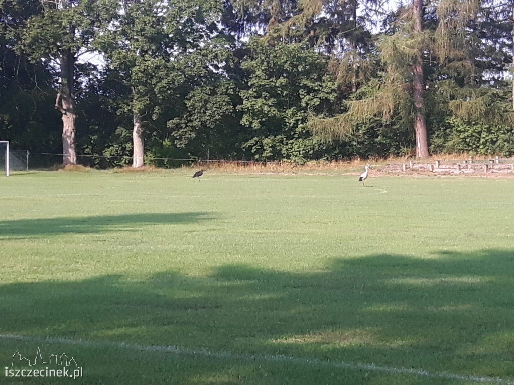 Nietypowy gość wylądował na boisku w Grzmiącej