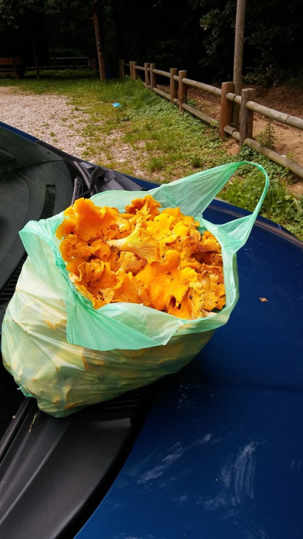 Wysyp grzybów w lasach. Zdjęcia Czytelników