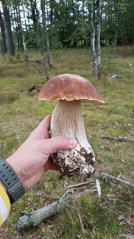 Wysyp grzybów w lasach. Zdjęcia Czytelników