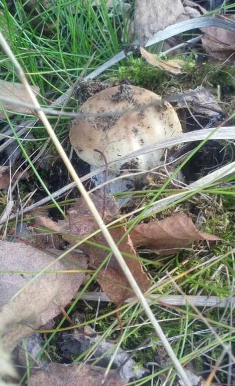 Wysyp grzybów w lasach. Zdjęcia Czytelników