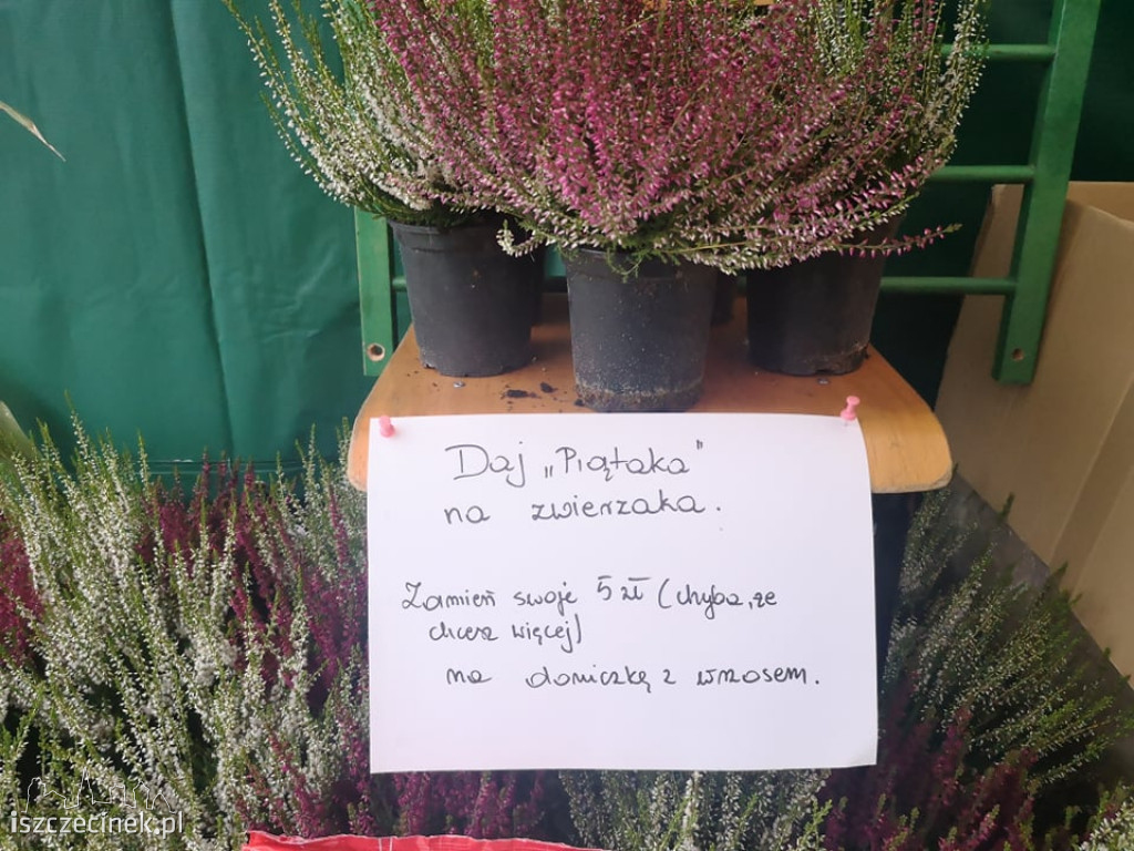 Powiatowe Święto Plonów w Barwicach