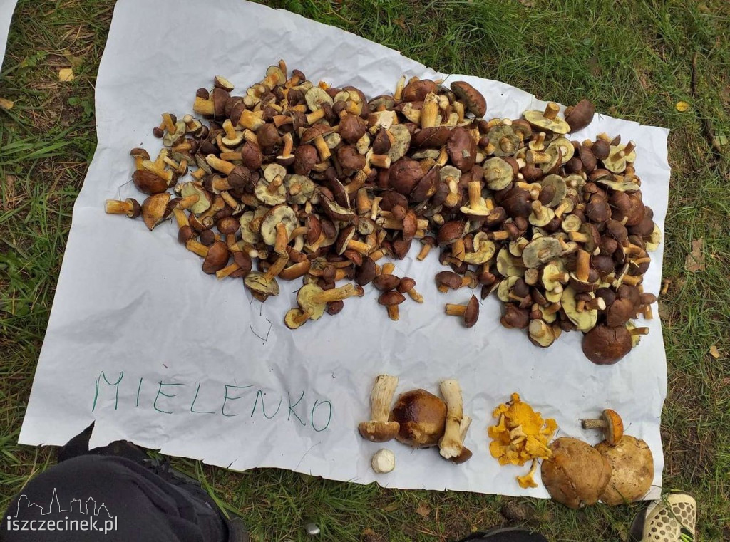Grzybobranie na wrzosowej polanie po raz dziesiąty