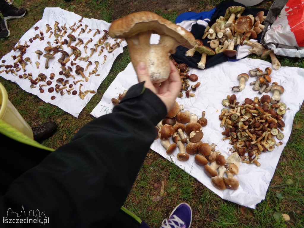 Grzybobranie na wrzosowej polanie po raz dziesiąty