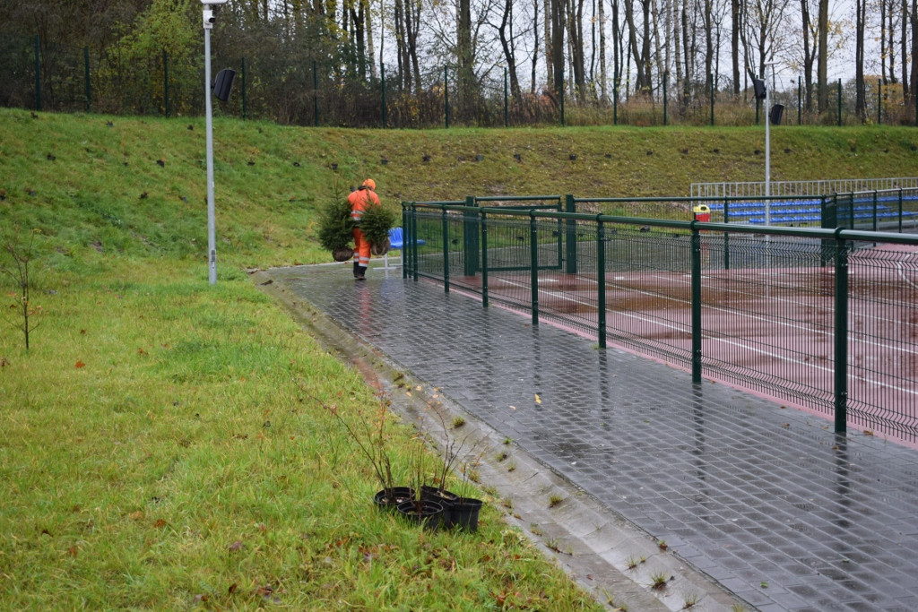 Najpierw wycięli stare drzewka, teraz sadzą nowe