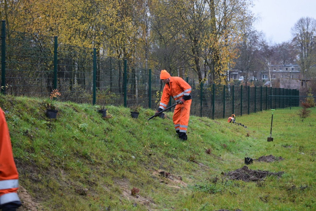 Najpierw wycięli stare drzewka, teraz sadzą nowe