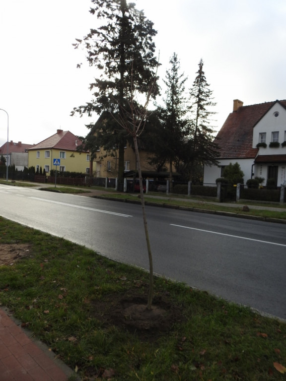 Najpierw wycięli stare drzewka, teraz sadzą nowe