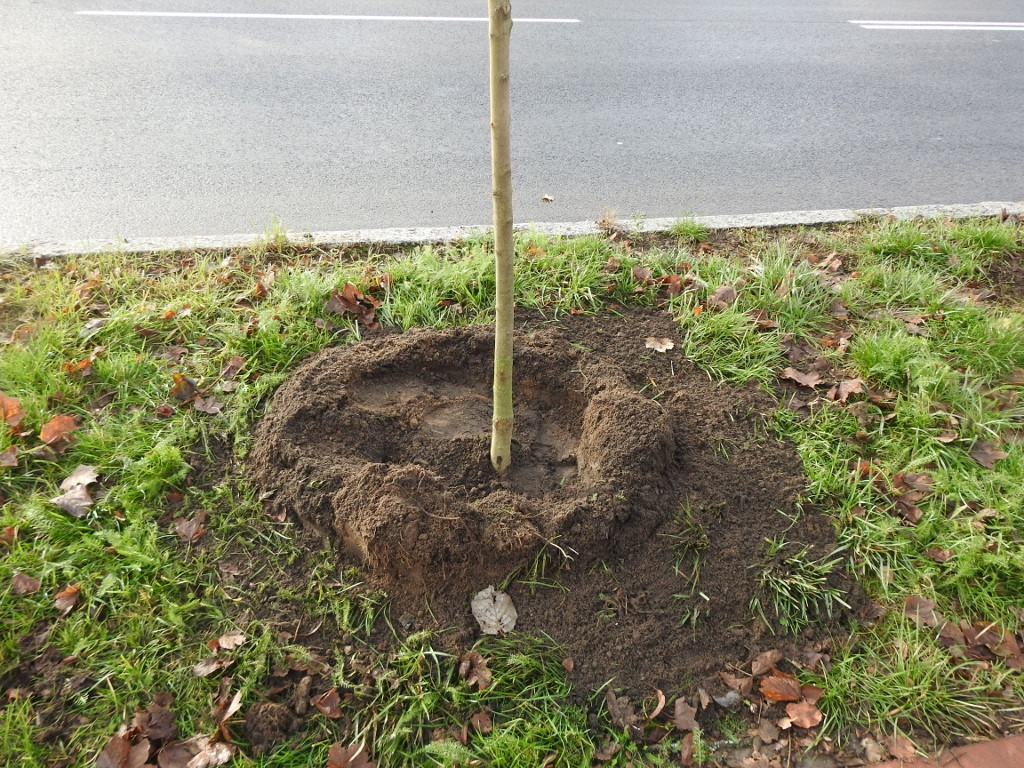 Najpierw wycięli stare drzewka, teraz sadzą nowe