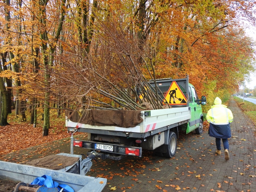 Najpierw wycięli stare drzewka, teraz sadzą nowe