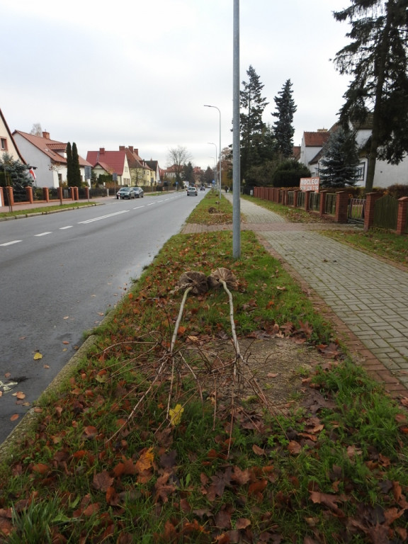 Najpierw wycięli stare drzewka, teraz sadzą nowe