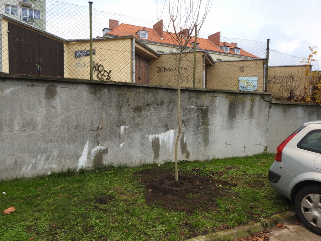 Najpierw wycięli stare drzewka, teraz sadzą nowe